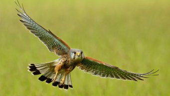 павел шмель