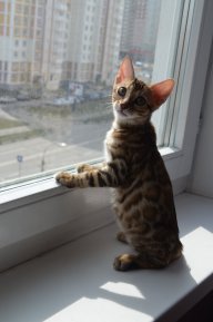 Чудо-фортуна