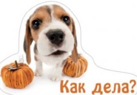 мышон