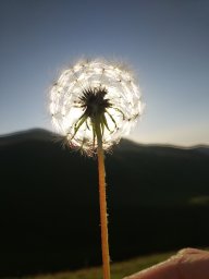 Иаоса Кассиопея