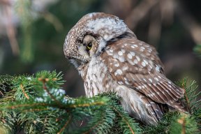 БерегиняОксана